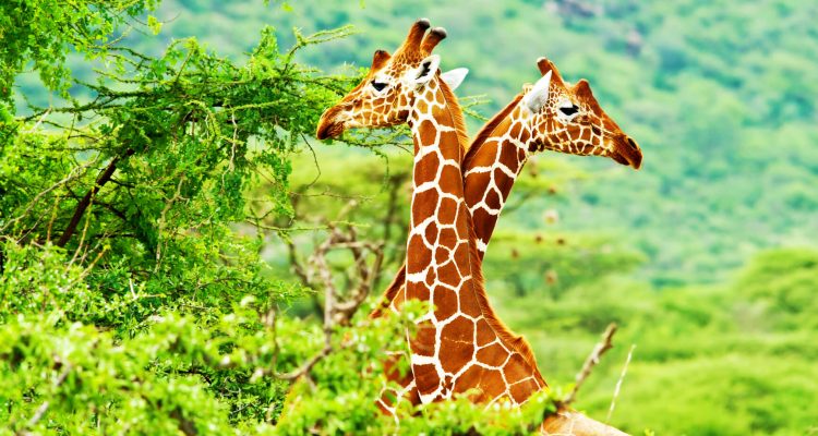 Flight deals from Edinburgh, Scotland to Harare, Zimbabwe | Secret Flying