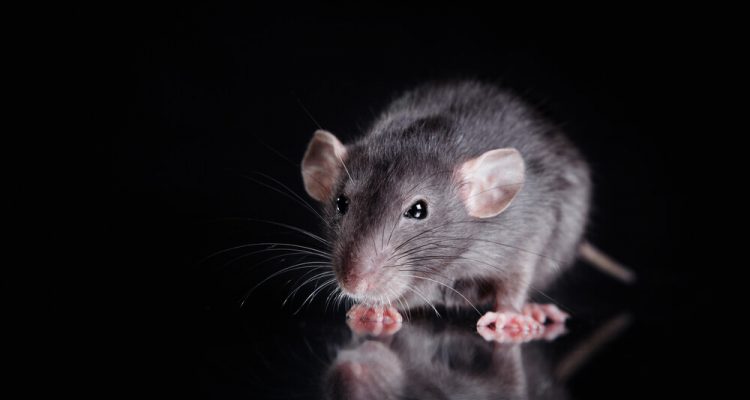 Air India Flight Forced to Turn BACK After Rat Spotted ON Board | Secret Flying Air India Flight Forced to Turn BACK After Rat Spotted ON Board | Secret Flying