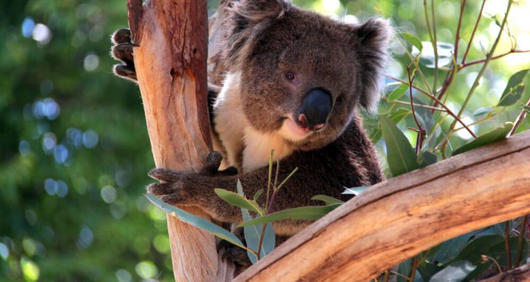 Flight deals from London, UK to Adelaide, Australia | Secret Flying