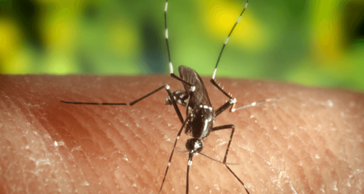 Zika Virus: Everything You Need to Know | Secret Flying
