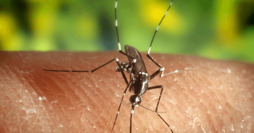 Zika Virus: Everything You Need to Know | Secret Flying