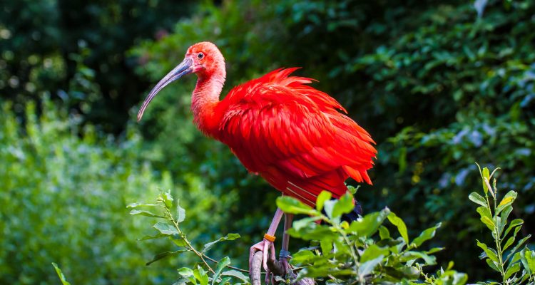 Flight deals from Los Angeles to Paramaribo, Suriname | Secret Flying