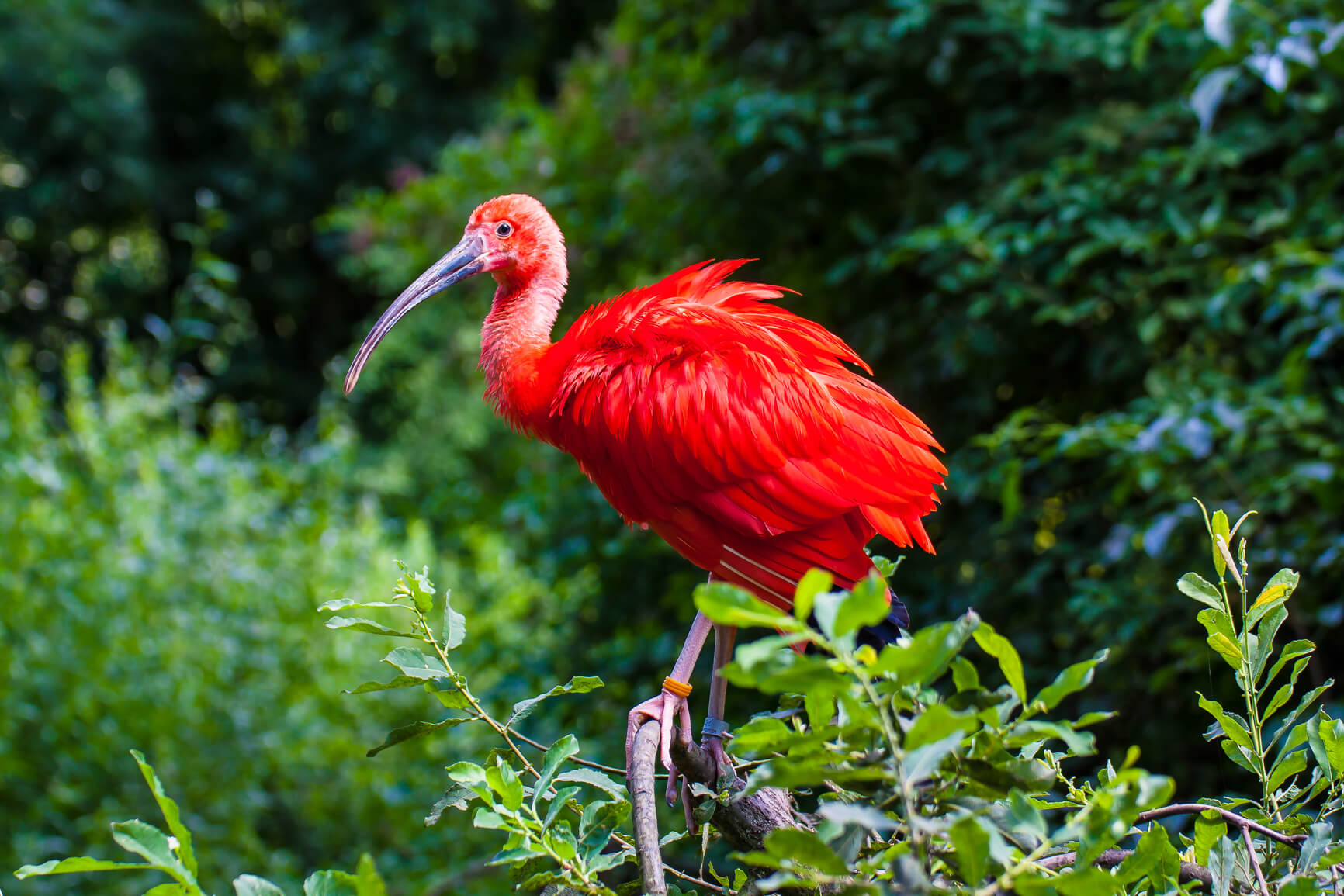 Non-stop from Amsterdam, Netherlands to Paramaribo, Suriname for only €374 roundtrip (Sep-Apr dates) | Secret Flying