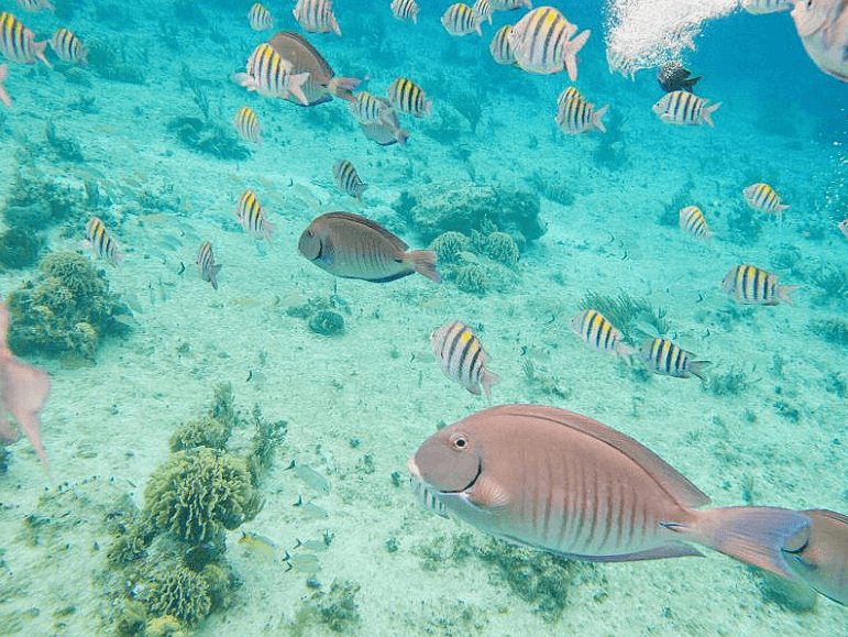 Kansas City or New Orleans to Cozumel, Mexico from only $259 roundtrip (Sep dates)