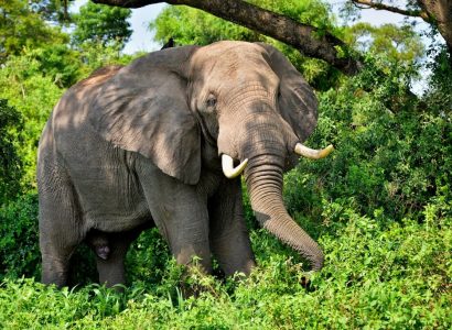 Flight deals from New York to Libreville, Gabon | Secret Flying