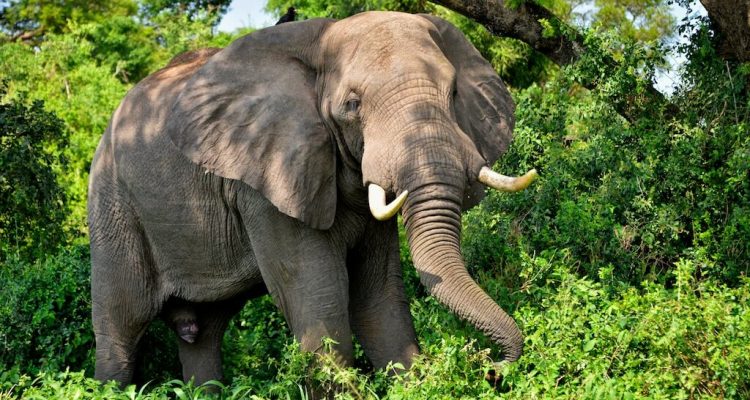 Flight deals from New York to Libreville, Gabon | Secret Flying Flight deals from New York to Libreville, Gabon | Secret Flying