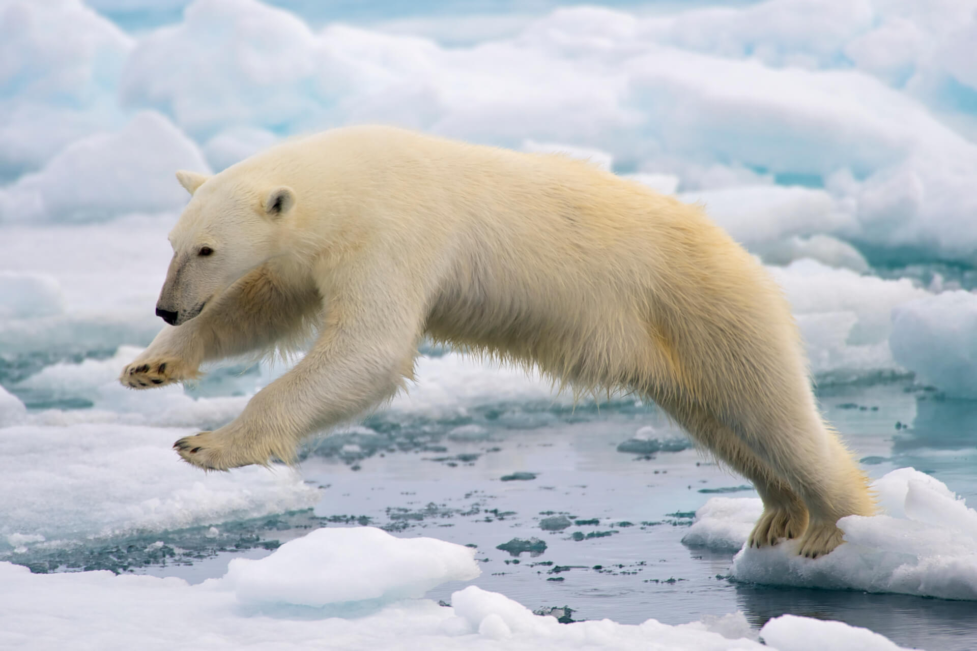 SUMMER: Berlin or Hamburg, Germany to the Norwegian island of Svalbard from only €220 roundtrip