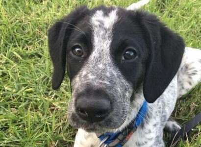 Trainee sniffer dog shot dead for delaying flights at Auckland Airport | Secret Flying