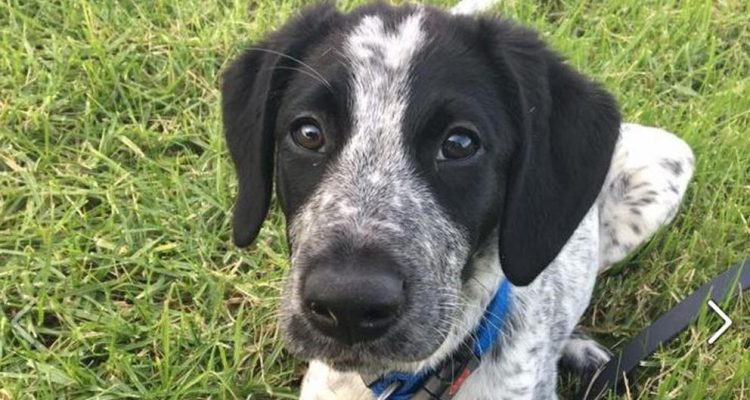 Trainee sniffer dog shot dead for delaying flights at Auckland Airport | Secret Flying