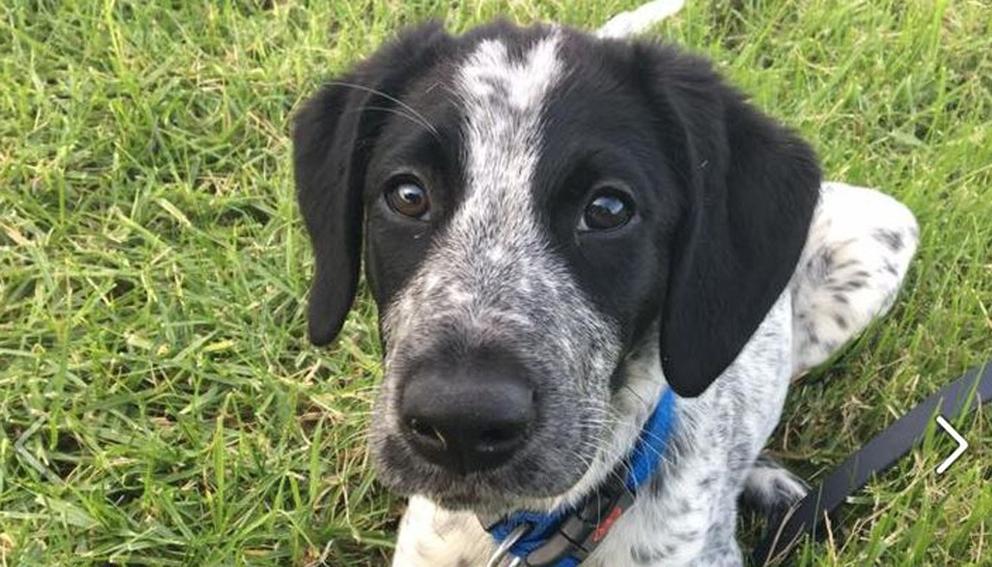 Trainee sniffer dog shot dead for delaying flights at Auckland Airport