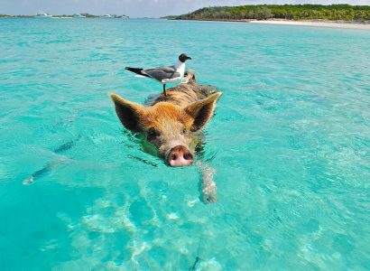 Bahamas’ swimming pigs found dead ‘after tourists give them rum and beer’ | Secret Flying