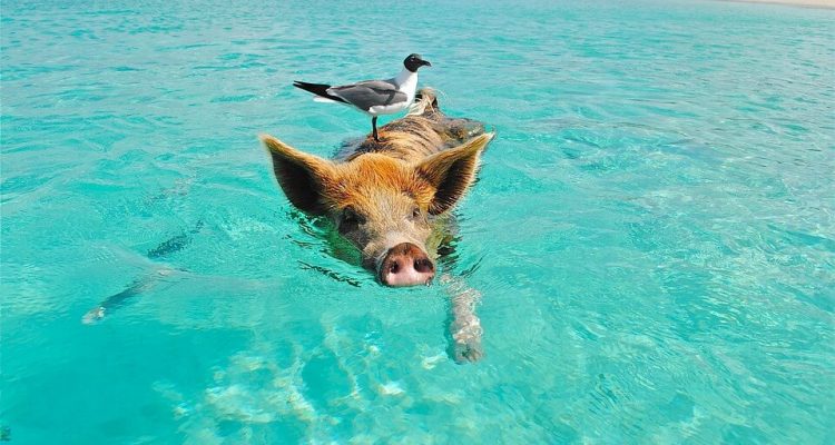 Bahamas’ swimming pigs found dead ‘after tourists give them rum and beer’ | Secret Flying