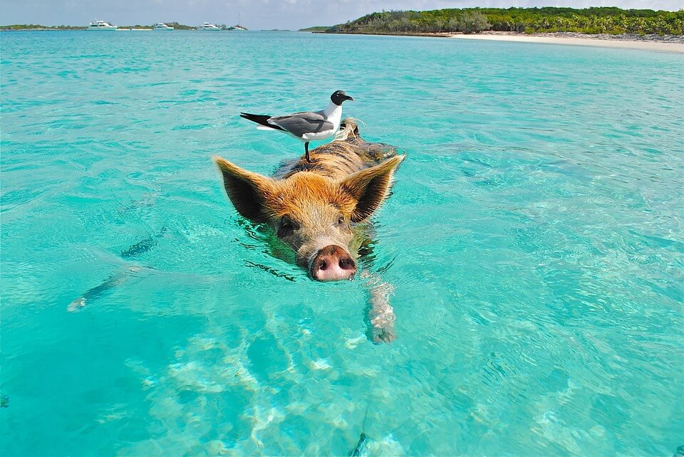 Bahamas’ swimming pigs found dead ‘after tourists give them rum and beer’