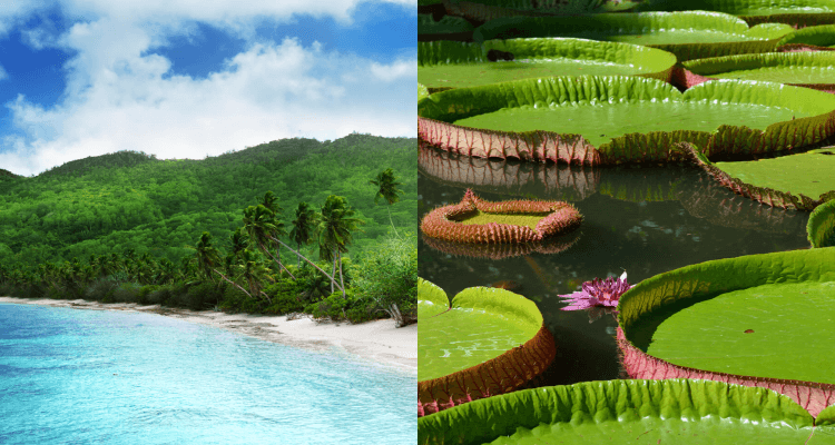 2 IN 1 TRIP: Dusseldorf or Berlin, Germany to the Seychelles & Mauritius for only €481 roundtrip