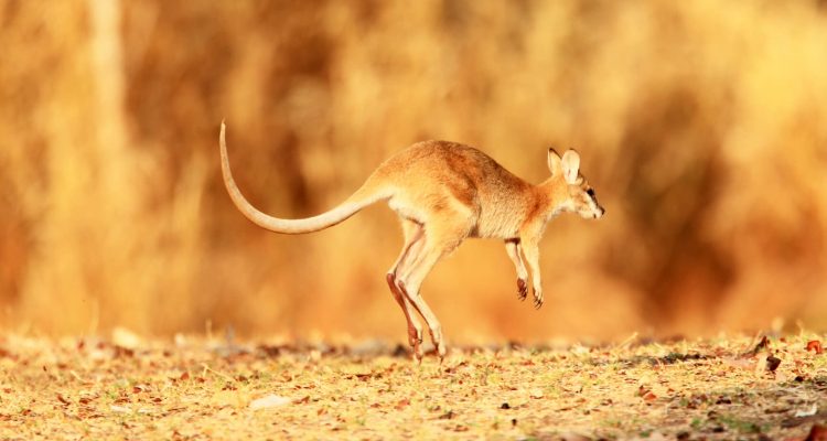 Flight deals from Singapore to Darwin, Australia | Secret Flying