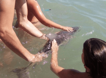 Baby dolphin dies after ‘selfish’ tourists pose for selfies | Secret Flying