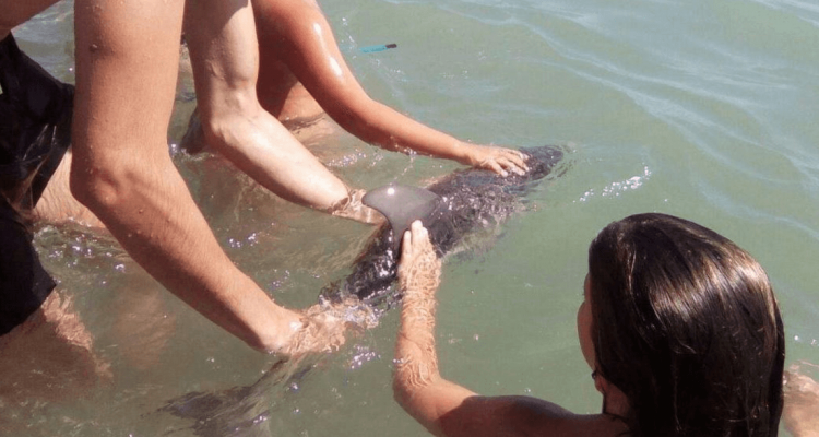 Baby dolphin dies after ‘selfish’ tourists pose for selfies | Secret Flying Baby dolphin dies after ‘selfish’ tourists pose for selfies | Secret Flying
