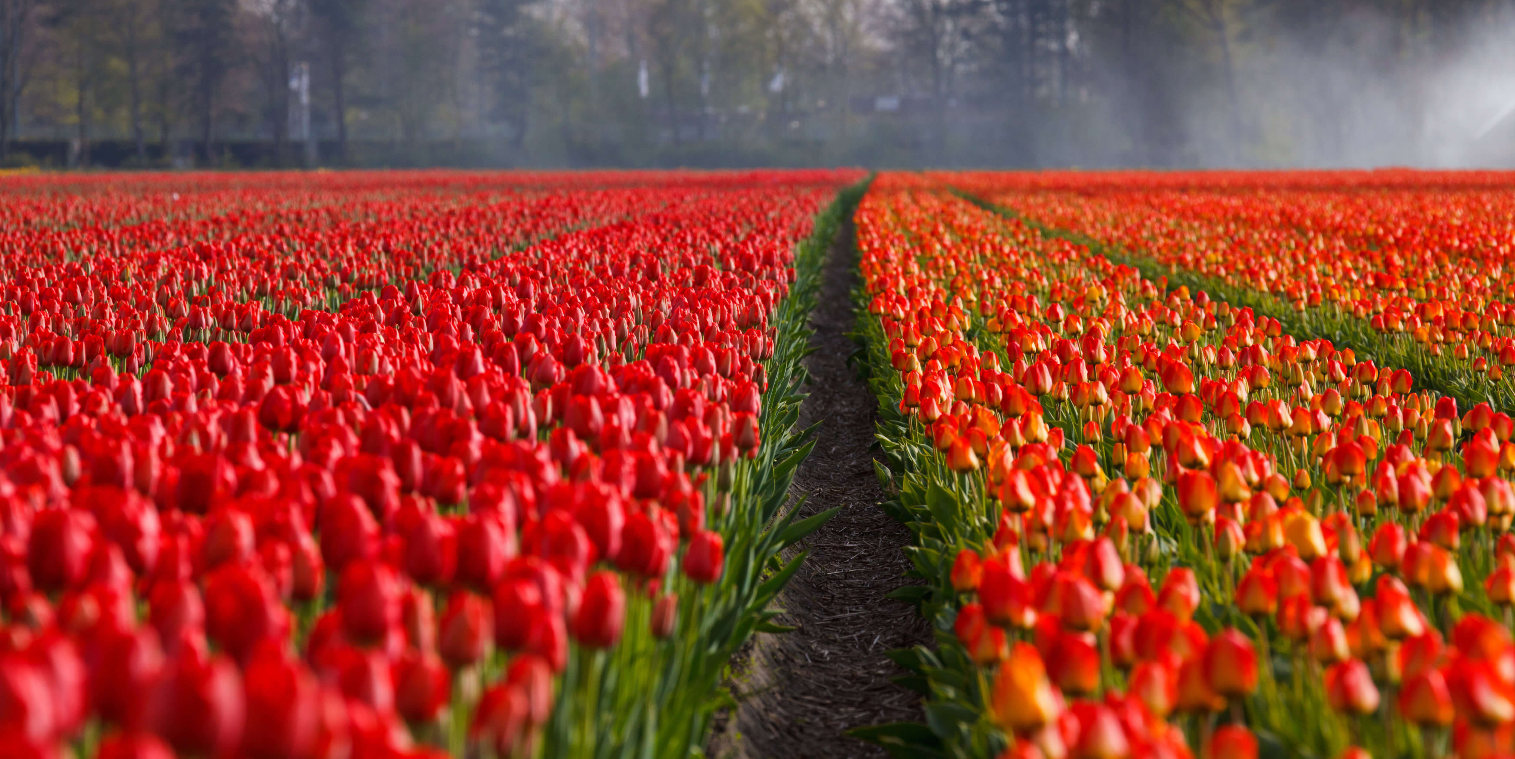 Perth, Australia to Amsterdam, Netherlands for only $1111 AUD roundtrip