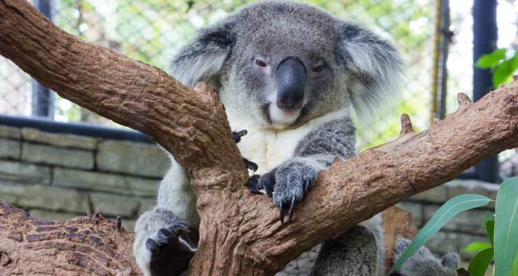 Flight deals from Hong Kong to Brisbane, Australia | Secret Flying