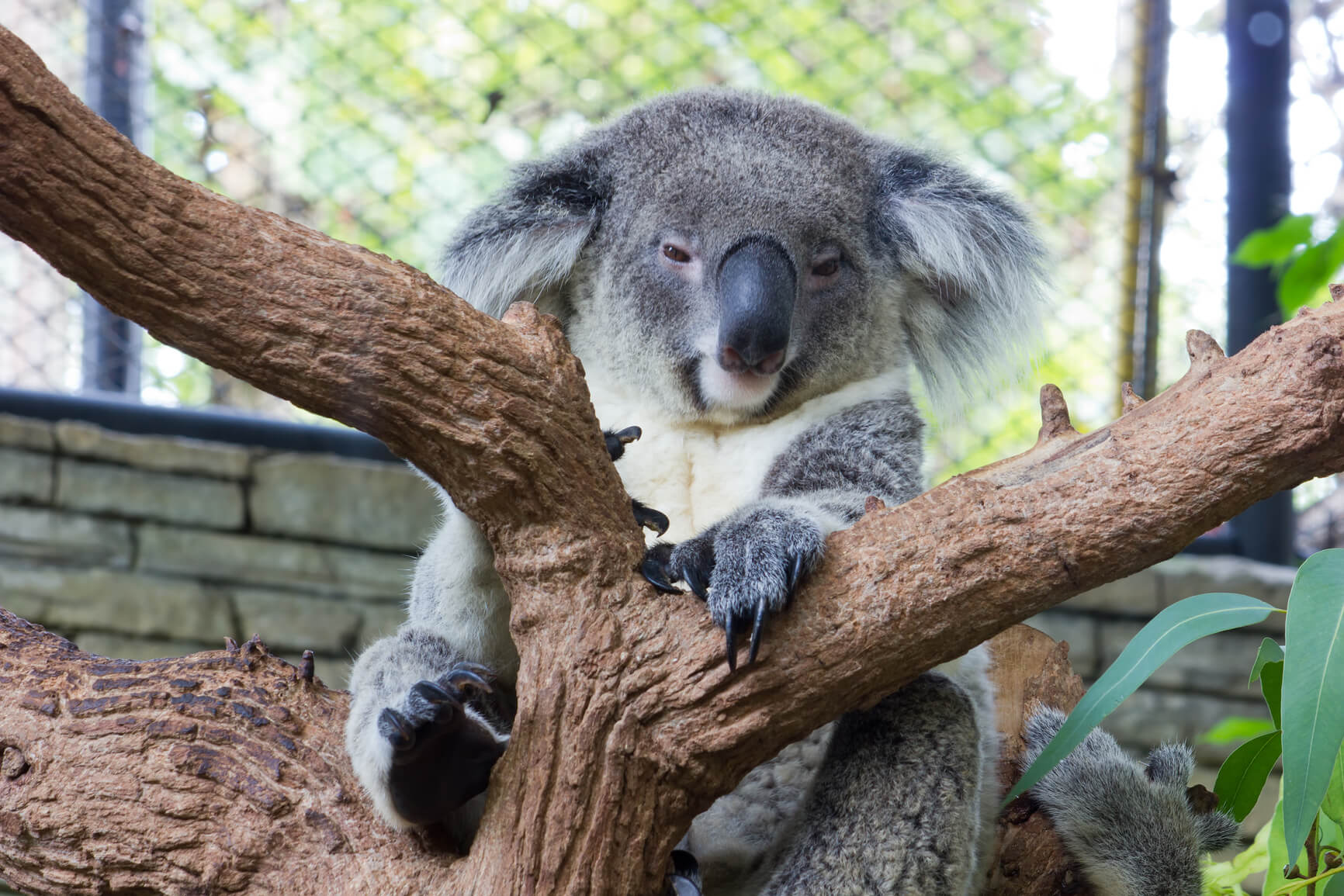 Atlanta to Brisbane, Australia for only $667 roundtrip