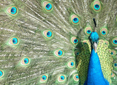 VIDEO: United Airlines refuse to let an ’emotional support peacock’ board flight | Secret Flying
