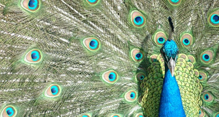VIDEO: United Airlines refuse to let an ’emotional support peacock’ board flight | Secret Flying