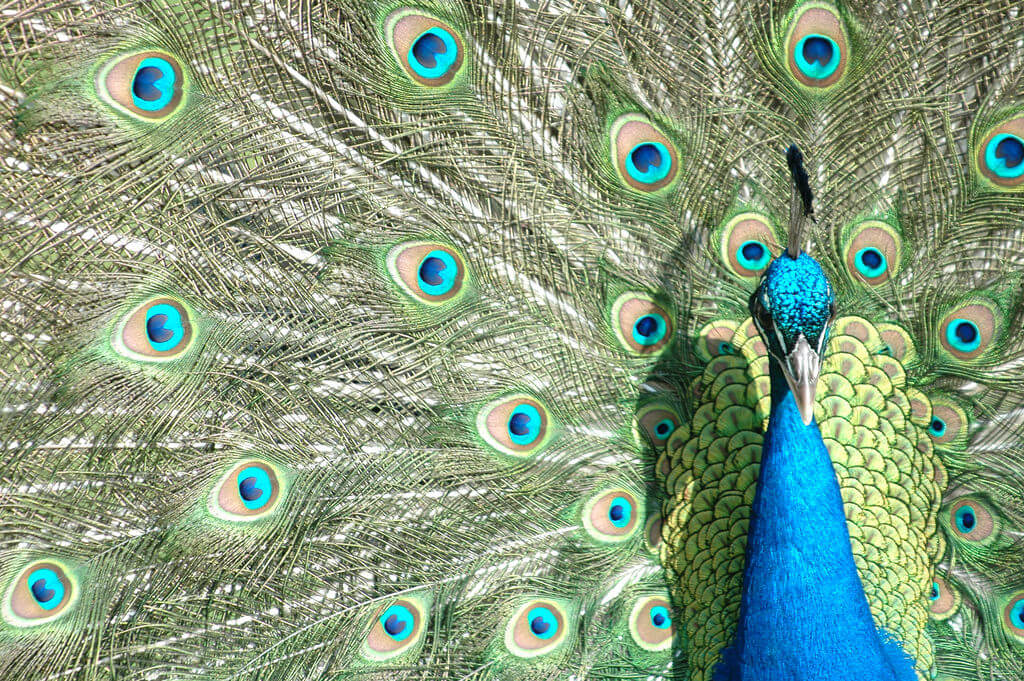 VIDEO: United Airlines refuse to let an ’emotional support peacock’ board flight