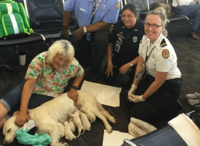 Service dog gives birth to eight pups at Tampa International Airport | Secret Flying