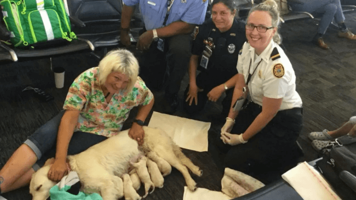 Service dog gives birth to eight pups at Tampa International Airport | Secret Flying Service dog gives birth to eight pups at Tampa International Airport | Secret Flying