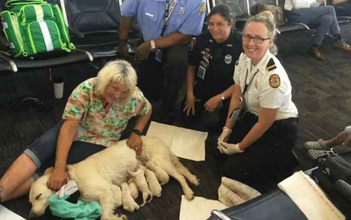 Service dog gives birth to eight pups at Tampa International Airport