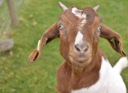 American Airlines bans goats, snakes and rodents as emotional support animals | Secret Flying
