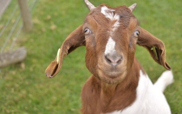 American Airlines bans goats, snakes and rodents as emotional support animals | Secret Flying American Airlines bans goats, snakes and rodents as emotional support animals | Secret Flying
