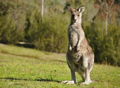 Carrot-addicted kangaroos attacking tourists near Sydney | Secret Flying