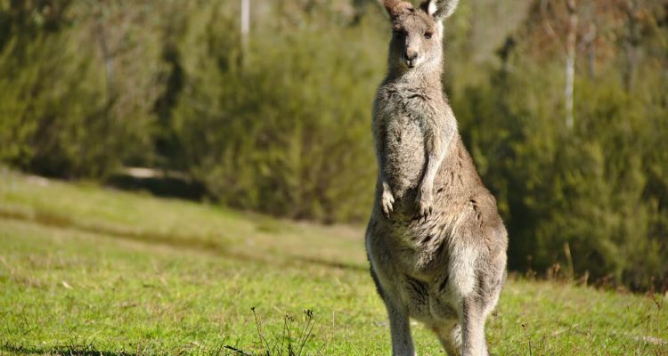 Carrot-addicted kangaroos attacking tourists near Sydney | Secret Flying Carrot-addicted kangaroos attacking tourists near Sydney | Secret Flying