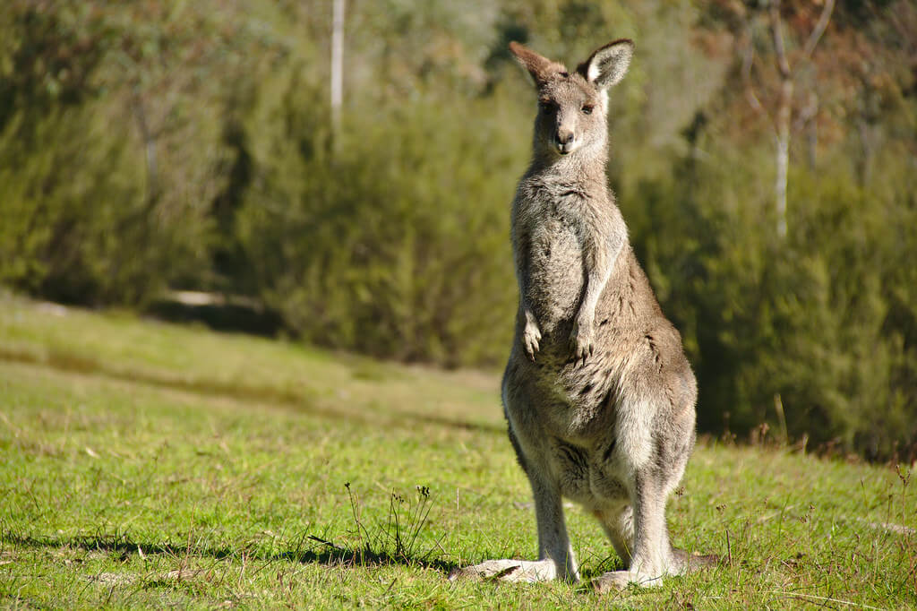 Carrot-addicted kangaroos attacking tourists near Sydney