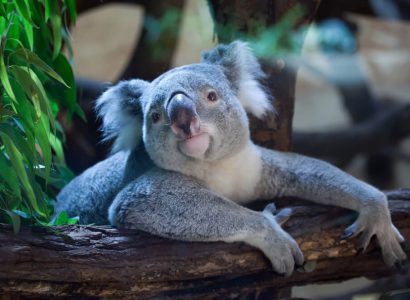 Flight deals from almost every major US city to Australia | Secret Flying