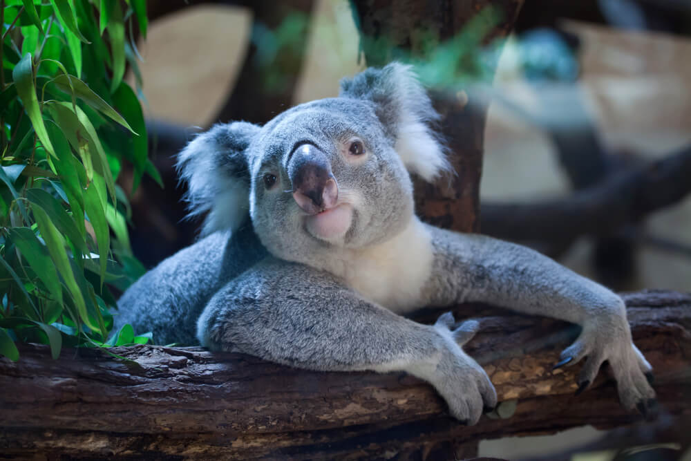 HOT!! SUMMER: Many US cities to Australia from only $463 roundtrip