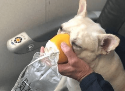 JetBlue flight crew helps French bulldog in distress with oxygen mask | Secret Flying