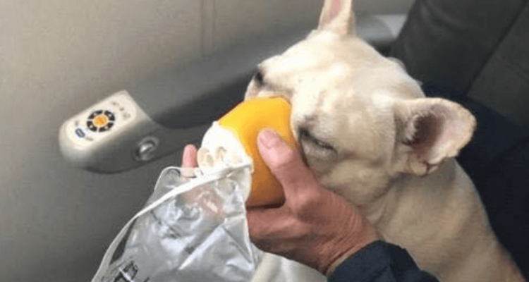 JetBlue flight crew helps French bulldog in distress with oxygen mask | Secret Flying JetBlue flight crew helps French bulldog in distress with oxygen mask | Secret Flying