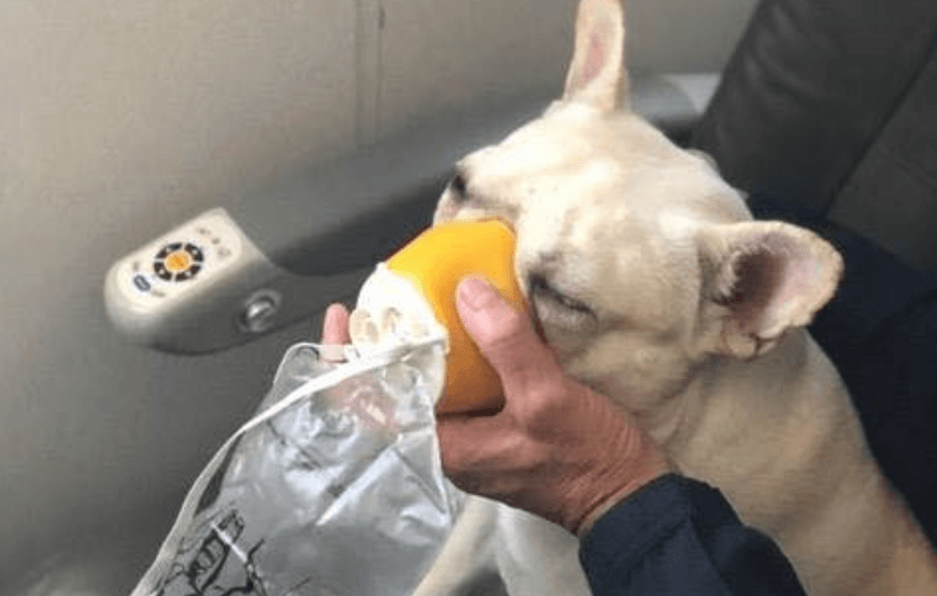 JetBlue flight crew helps French bulldog in distress with oxygen mask