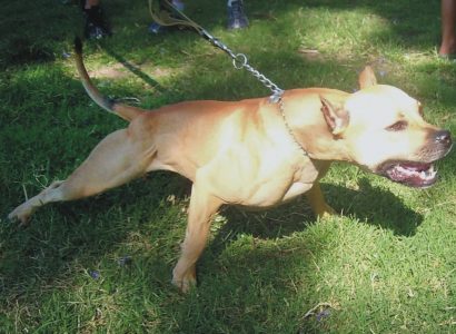 Delta bans pit bulls as service and emotional support dogs due to safety concerns | Secret Flying