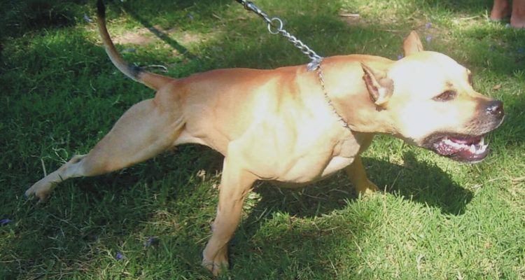Delta bans pit bulls as service and emotional support dogs due to safety concerns | Secret Flying Delta bans pit bulls as service and emotional support dogs due to safety concerns | Secret Flying