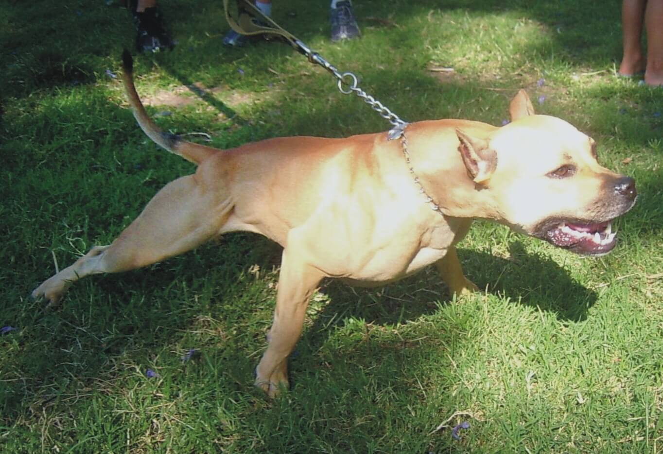Delta bans pit bulls as service and emotional support dogs due to safety concerns