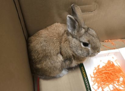 ‘Bomb’ at Adelaide airport turns out to be a rabbit | Secret Flying