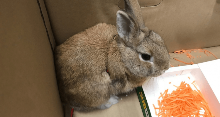 ‘Bomb’ at Adelaide airport turns out to be a rabbit | Secret Flying ‘Bomb’ at Adelaide airport turns out to be a rabbit | Secret Flying