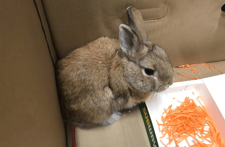 ‘Bomb’ at Adelaide airport turns out to be a rabbit