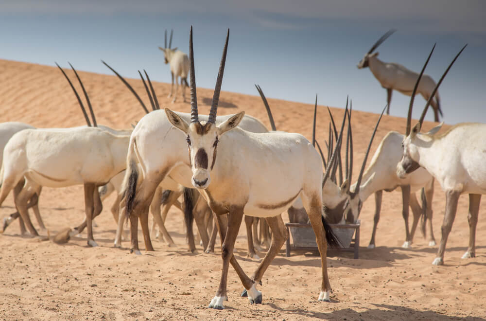 Rome, Italy to Khartoum, Sudan for only €370 roundtrip (Sep-Dec dates)
