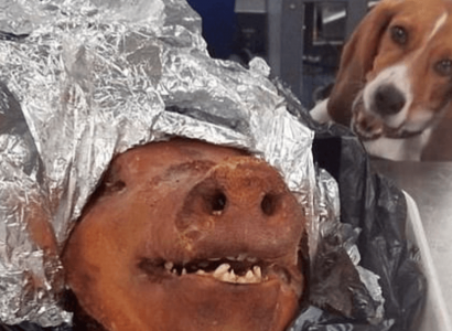 Beagle detects roasted pig head in baggage at Atlanta airport | Secret Flying
