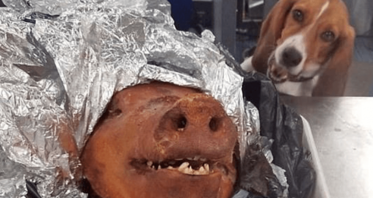 Beagle detects roasted pig head in baggage at Atlanta airport | Secret Flying