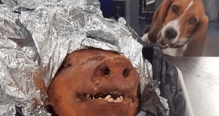 Beagle detects roasted pig head in baggage at Atlanta airport | Secret Flying Beagle detects roasted pig head in baggage at Atlanta airport | Secret Flying